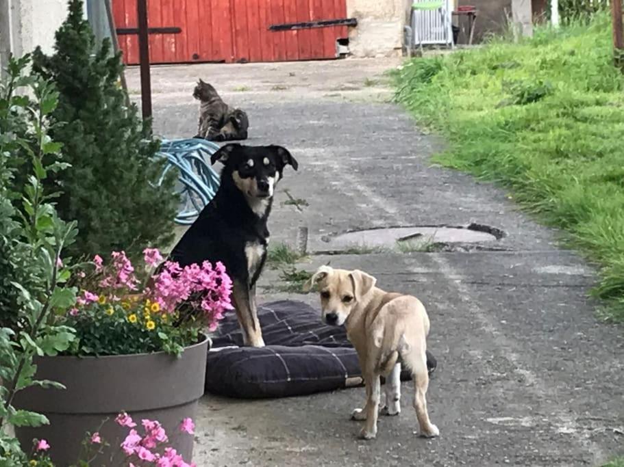 Ferienwohnung Kompass Nahe Der Ostsee Im Gruenen Bad Doberan Extérieur photo